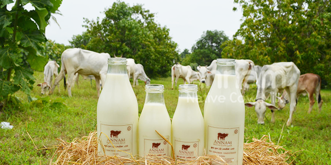 Health Benefits of Organic Cow Milk - Bizreviews